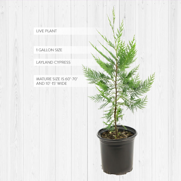 cypress potted plant live-leyland-cypress-tree-1-gallon-pot