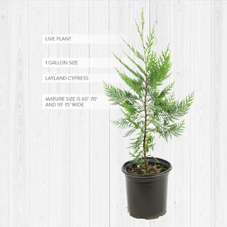 Live Leyland Cypress Tree 1 Gallon Pot | Fast Growing Evergreen