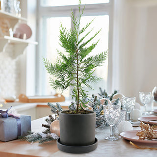 Live Leyland Cypress Tree 1 Gallon Pot | Fast Growing Evergreen