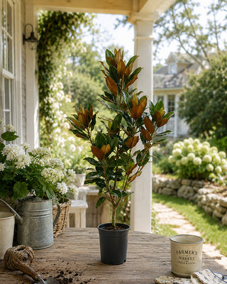 2 Gallon Magnolia Little Gem Live Plant Fragrant White Blooms