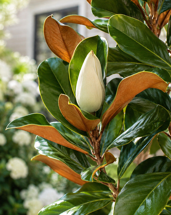2 Gallon Magnolia Little Gem Live Plant Fragrant White Blooms