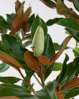 2 Gallon Magnolia Little Gem Live Plant Fragrant White Blooms