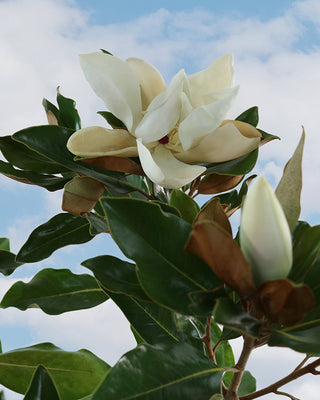 2 Gallon Magnolia Little Gem Live Plant Fragrant White Blooms