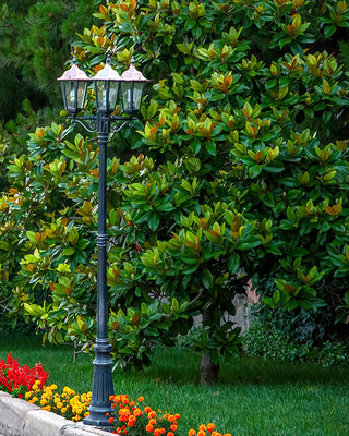 2 Gallon Magnolia Little Gem Live Plant Fragrant White Blooms