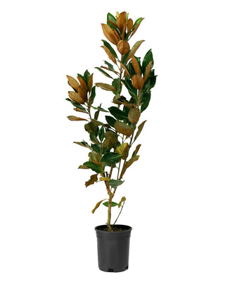 2 Gallon Magnolia Little Gem Live Plant Fragrant White Blooms