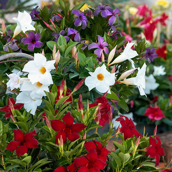 mandevilla hanging plant LIVE Mandevilla Plants, Set of 3 Colors