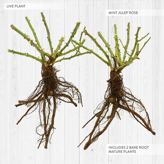 Mint Julep Hybrid Tea Rose - Bare Root, Set of Two