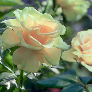 Mint Julep Hybrid Tea Rose - Bare Root, Set of Two