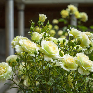 Mint Julep Hybrid Tea Rose - Bare Root, Set of Two