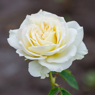 Mint Julep Hybrid Tea Rose - Bare Root, Set of Two