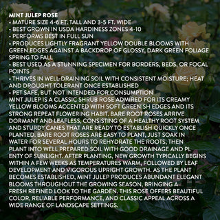 Mint Julep Hybrid Tea Rose - Bare Root, Set of Two