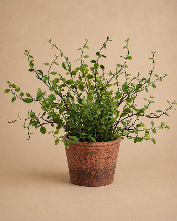 paper mache pot plants Faux Muehlenbeckia in Paper Mache Pulp Pot