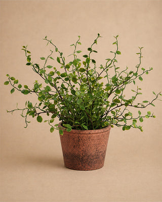 Close-up of realistic artificial trailing greenery with round leaves