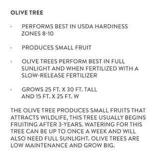 Olive Tree Information