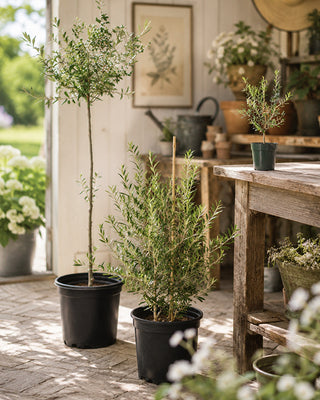 Olive Wilsonii Live Tree - Choose Your Style