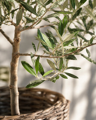 Olive Wilsonii Live Tree - Choose Your Style