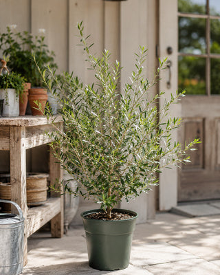 Olive Wilsonii Live Tree - Choose Your Style