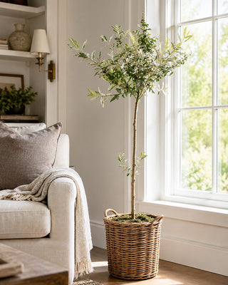 Olive Wilsonii Live Tree - Choose Your Style
