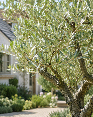 Olive Wilsonii Live Tree - Choose Your Style