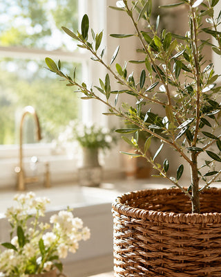 Olive Wilsonii Live Tree - Choose Your Style