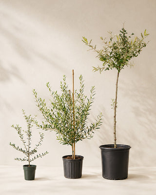 Olive Wilsonii Live Tree - Choose Your Style