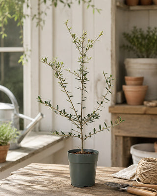 Olive Wilsonii Live Tree - Choose Your Style