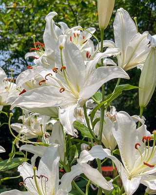 Award-Winning Casa Blanca Lily Bulbs, Set of 5
