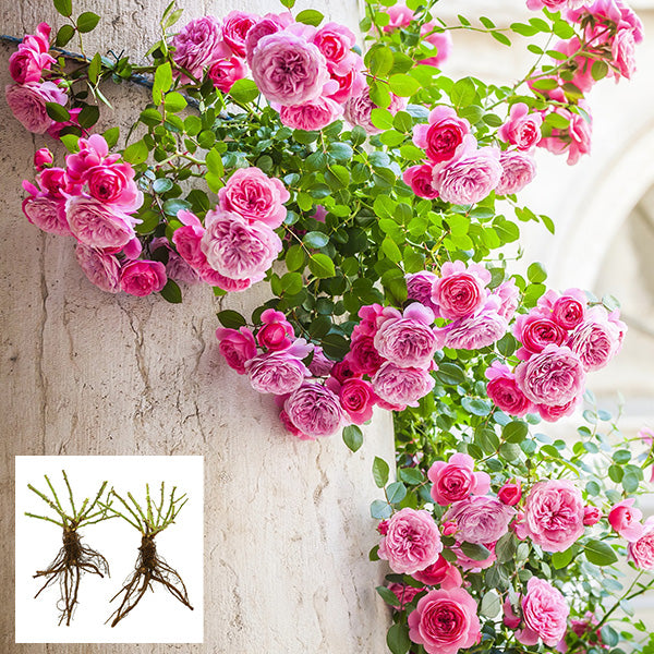 Zephirine Drouhin Thornless Climbing Rose Bare Root, Set of Two