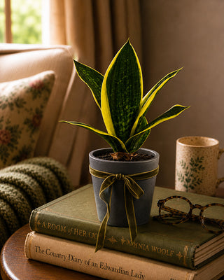  Potted light green artificial house plant
