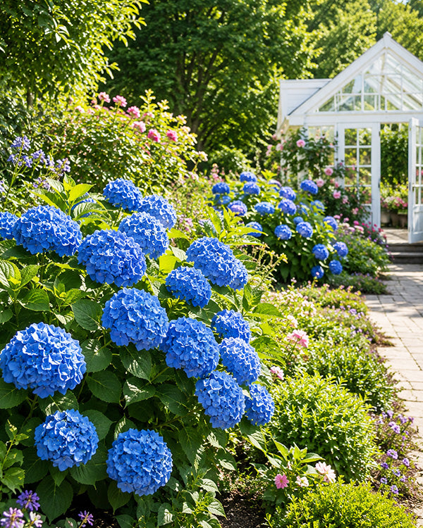 Nikko Blue Hydrangea Live Plant
