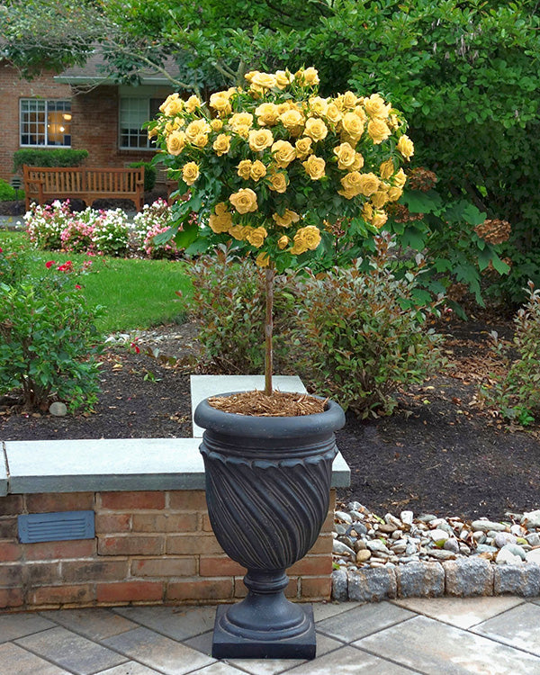 Julia Child Butter-Gold Fragrant Tree Rose Floribunda