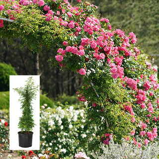 Rose 'Peggy Martin' 3 Gallon Live Climbing Rose Plant