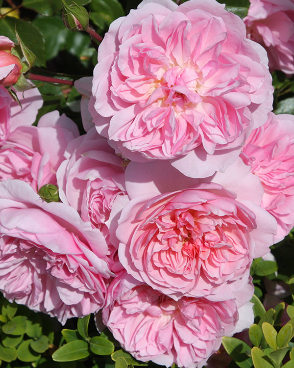 Romantic Ball Gown Rose - Bare Root Set of 2
