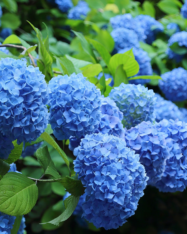 Nikko Blue Hydrangea Live Plant