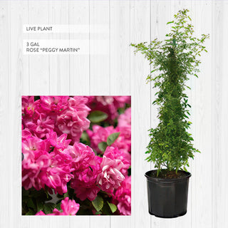 Rose 'Peggy Martin' 3 Gallon Live Climbing Rose Plant