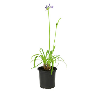 Blooming Blue Perennial Lily of the Nile Plant in One Gallon Pot