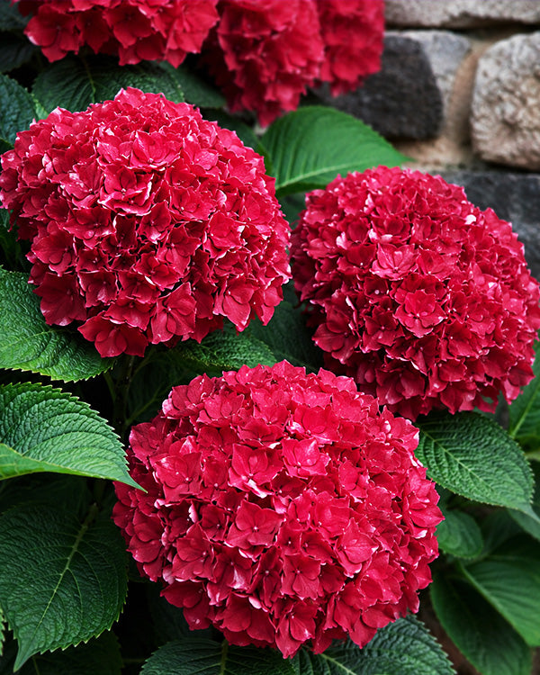 Hydrangea Red Beauty in One Gallon Pot