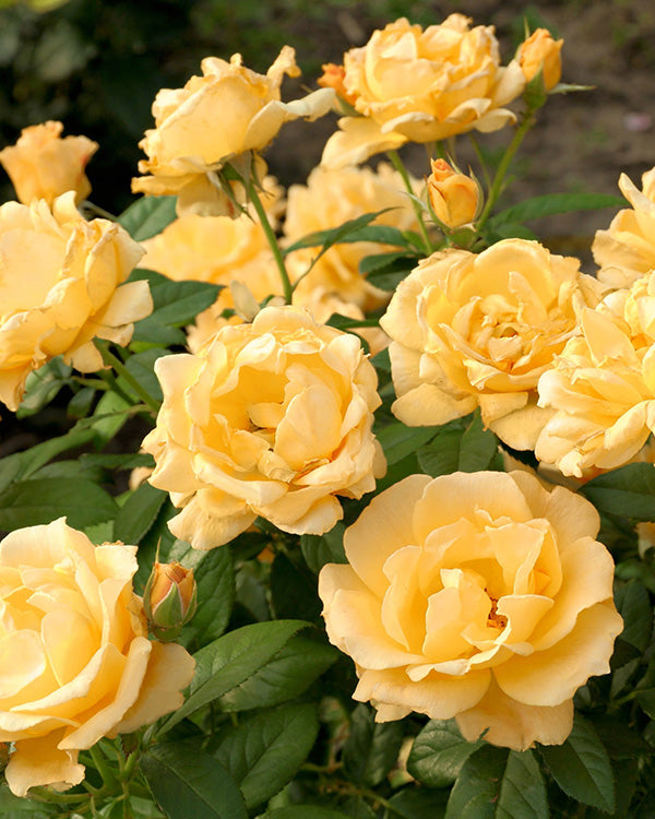 Julia Child Butter-Gold Fragrant Tree Rose Floribunda