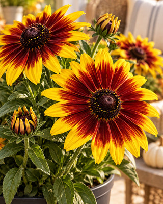 1 Gal Black-Eyed Susan Rudbeckia Live Perennial Plant