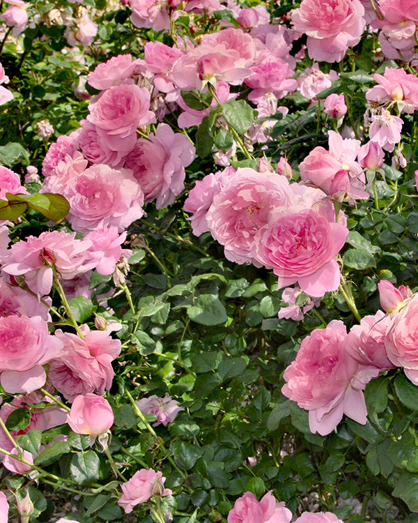 Romantic Ball Gown Rose - Bare Root Set of 2