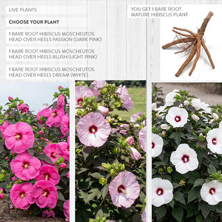 Bare root hibiscus varieties pink white garden plants