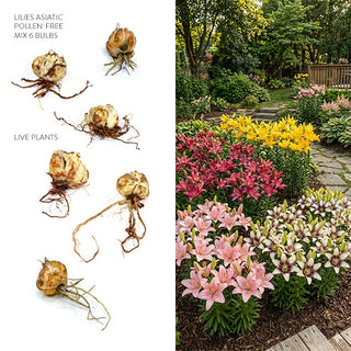 Six Asiatic lily bulbs with roots displayed next to garden bed filled with pink and yellow blooms