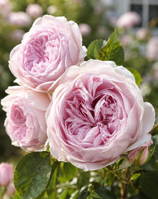 Earth Angel Parfuma Bare Root Rose, Set of 5