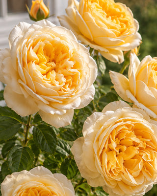 Moonlight Romantica Bareroot Roses, Set of 3