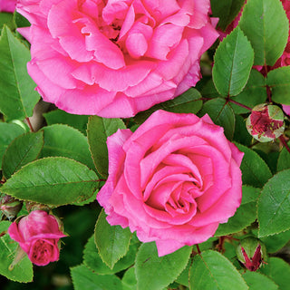 Close-up of fragrant pink Zephirine Drouhin rose blooms with green leaves