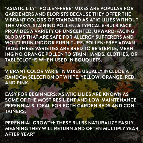 is an asiatic lily a perennial Asiatic Lily Bulbs Mix | Pollen-Free Perennial Flowers, 6 Pack
