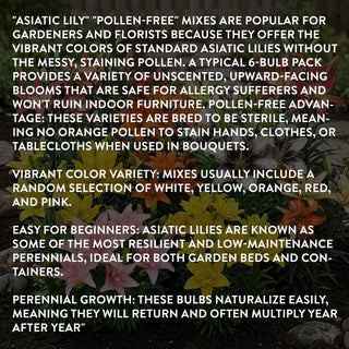 Educational graphic explaining pollen-free Asiatic lily advantages for allergy-free gardening