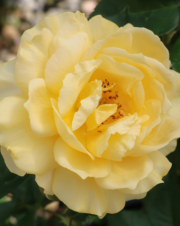 Julia Child Butter-Gold Fragrant Tree Rose Floribunda