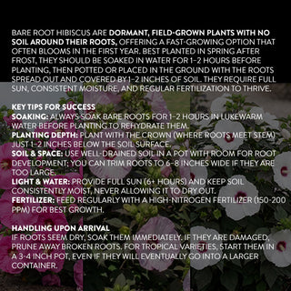 Hibiscus planting care guide outdoor flowering shrubs