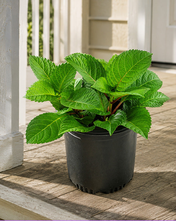 Hydrangea Red Beauty in One Gallon Pot